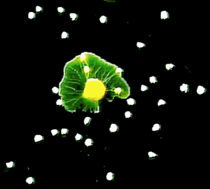 Slime mold in action Slime mold in action