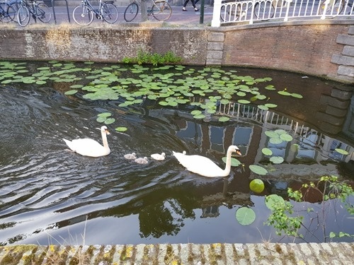 Ugly ducklings Ugly ducklings