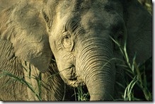 A new Autodesk blog on partnering: Dances with Elephants