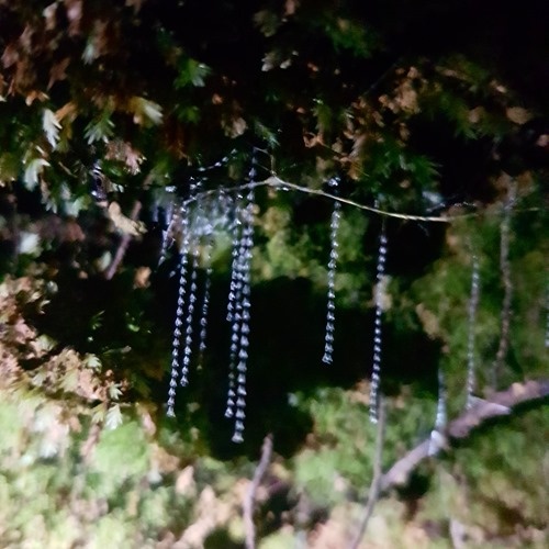 Glowworm threads Glowworm threads