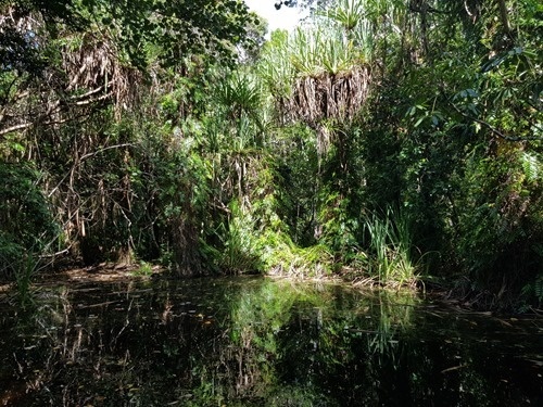 A photo from the rainforest boardwalk A photo from the rainforest boardwalk