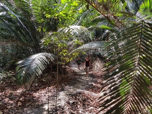 Some great ferns Some great ferns