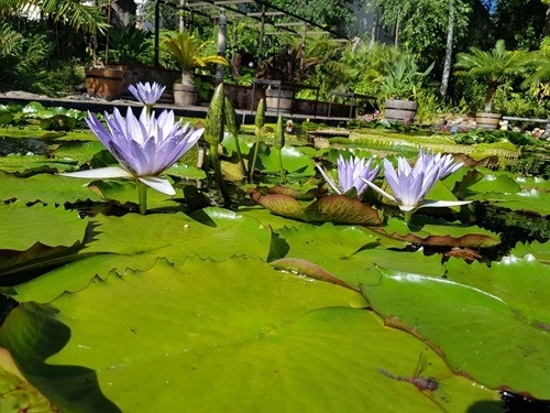 Lily pads Lily pads