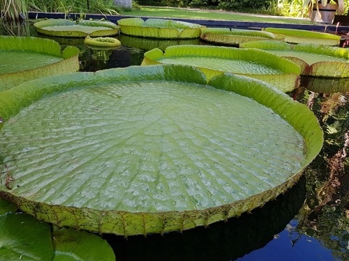 Big lily pads Big lily pads