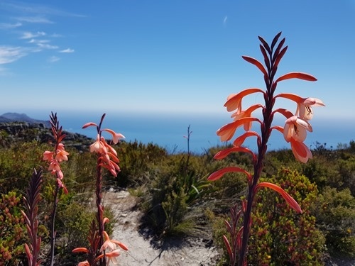 Flowers on Table Mountain Flowers on Table Mountain