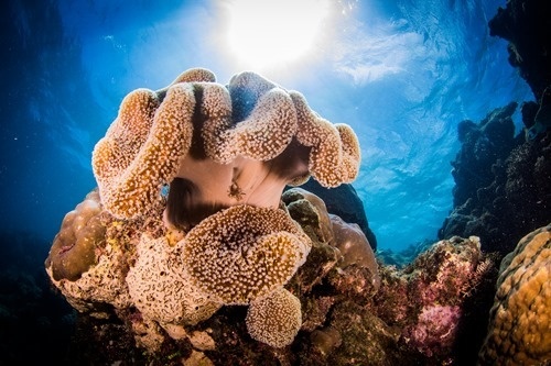 Coral captured with a proper camera Coral captured with a proper camera