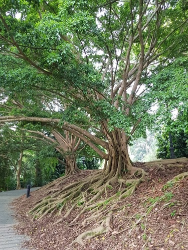 Roots Roots