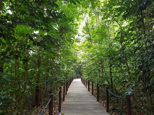 The Rainforest Walk The Rainforest Walk