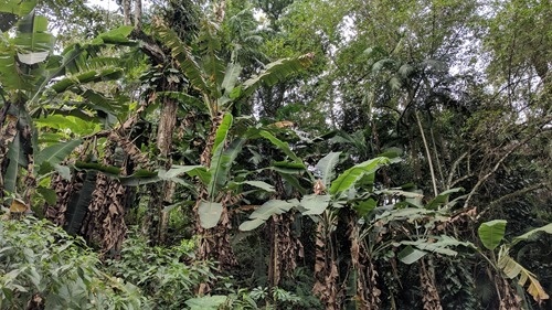 Foliage Foliage