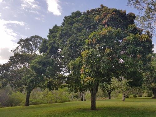 Mango trees, full of fruit (and surrounded by ants) Mango trees, full of fruit (and surrounded by ants)
