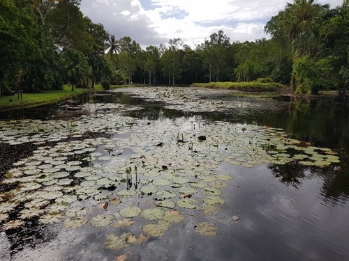 A nice pond A nice pond