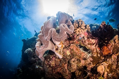 Another great coral shot Another great coral shot