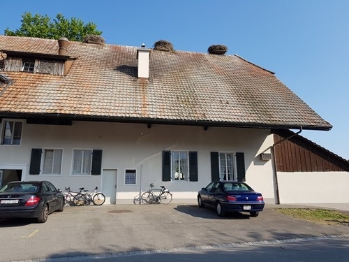 Stork nests Stork nests