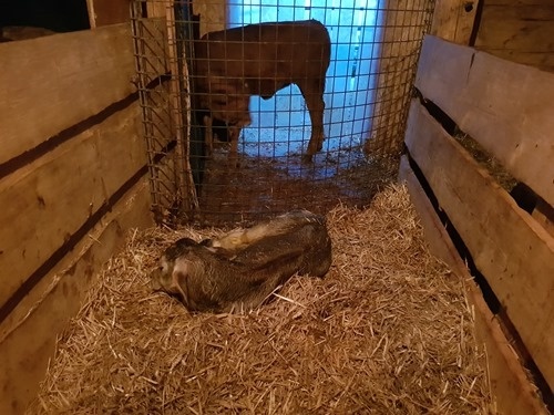 Just born Just born