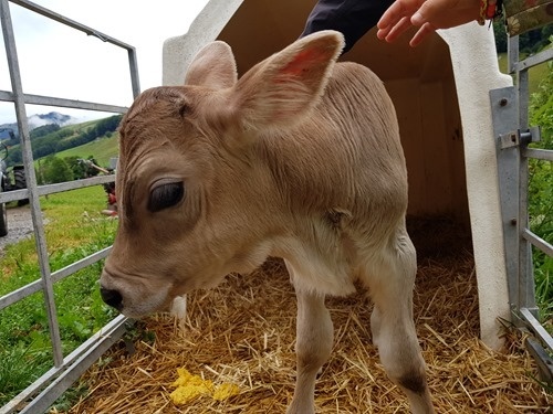 Baby cow on its feet Baby cow on its feet