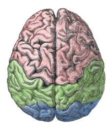 Cerebral lobes Cerebral lobes