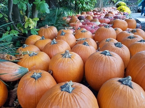 Pumpkins Pumpkins