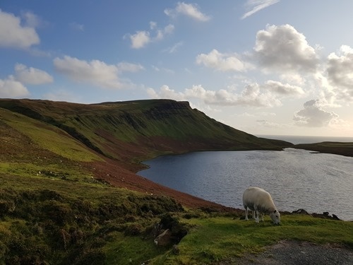 Sheep on Skye Sheep on Skye