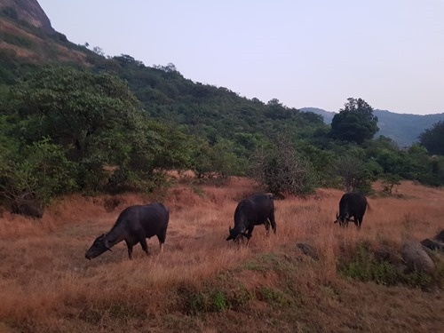 Buffalo Buffalo