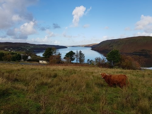 Highland cow on Skye Highland cow on Skye