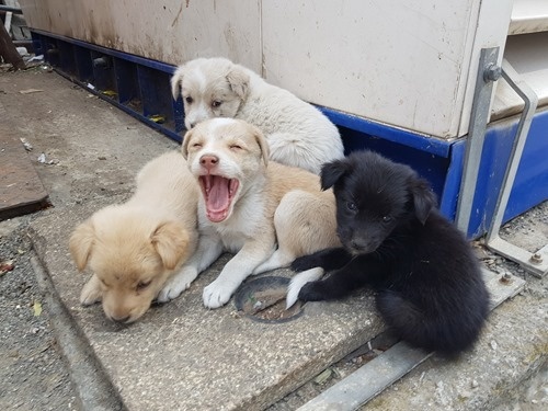 Yawn Yawn