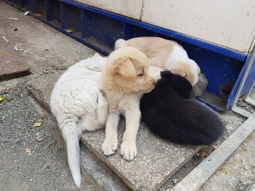 Sleeping dogs Sleeping dogs