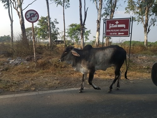 Pedestrian Pedestrian