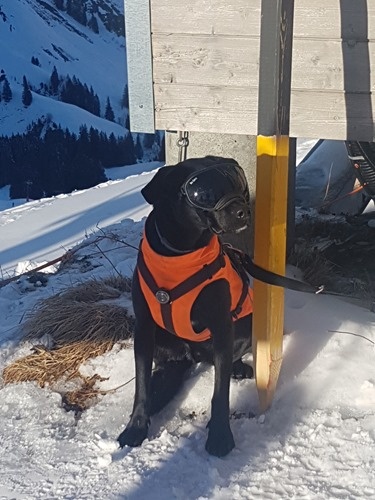 Avalanche dog Avalanche dog
