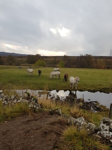 Horses Horses