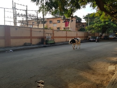 Cow Cow