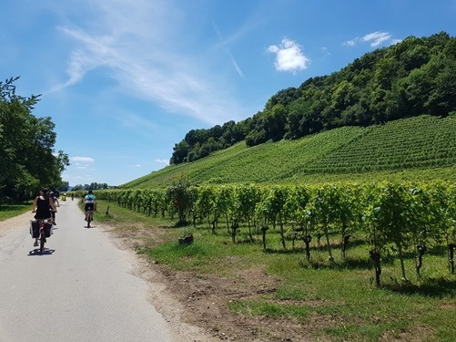 Vines Vines