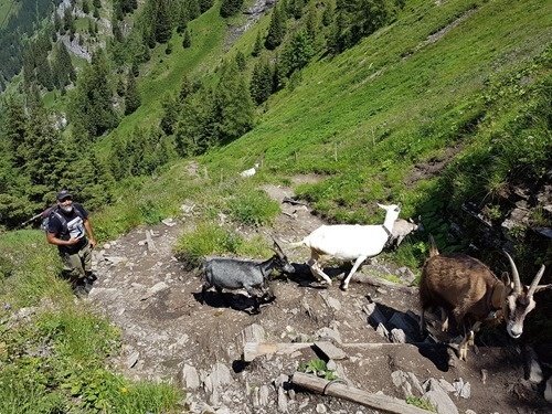 Goats Goats
