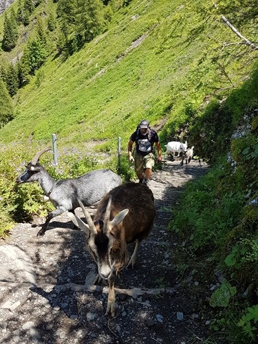 More goats More goats