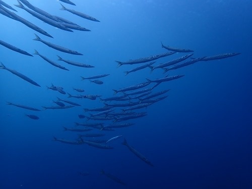 A shoal of barracuda A shoal of barracuda