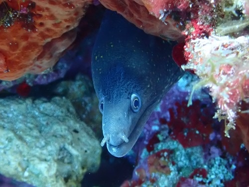 A moray eel A moray eel