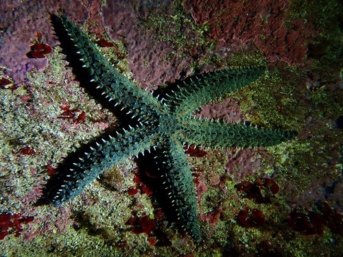 A glacier starfish A glacier starfish