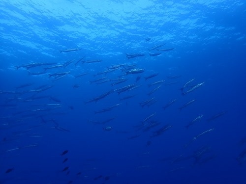 This time with a few tuna This time with a few tuna