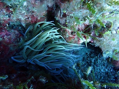 An anemone An anemone