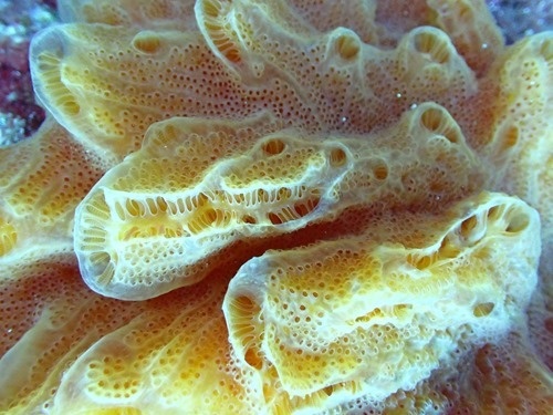 Coral Coral