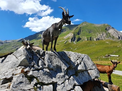 Goats Goats