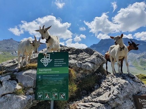 More goats More goats