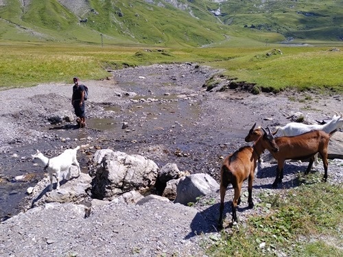 Puppy and goats Puppy and goats
