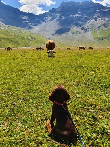 Daisy meets her first cow Daisy meets her first cow