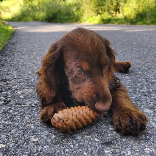 Nibbling a pine cone Nibbling a pine cone