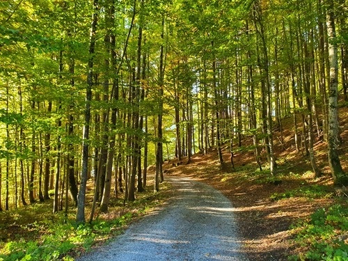 The walk through the woods The walk through the woods