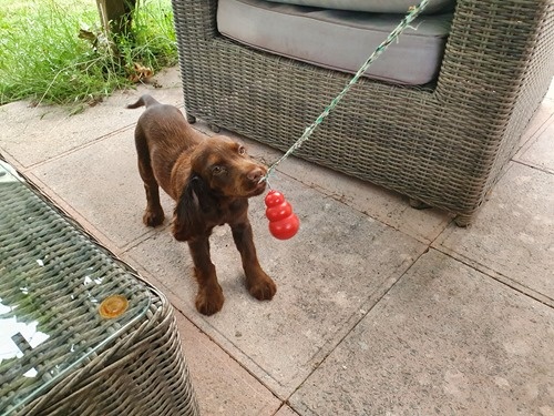 Daisy at 15 weeks Daisy at 15 weeks