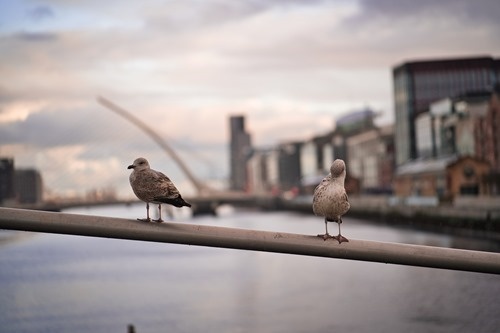Gulls Gulls