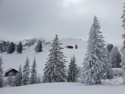 Lots of snow-filled trees Lots of snow-filled trees