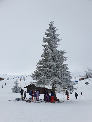 A snow-filled tree A snow-filled tree