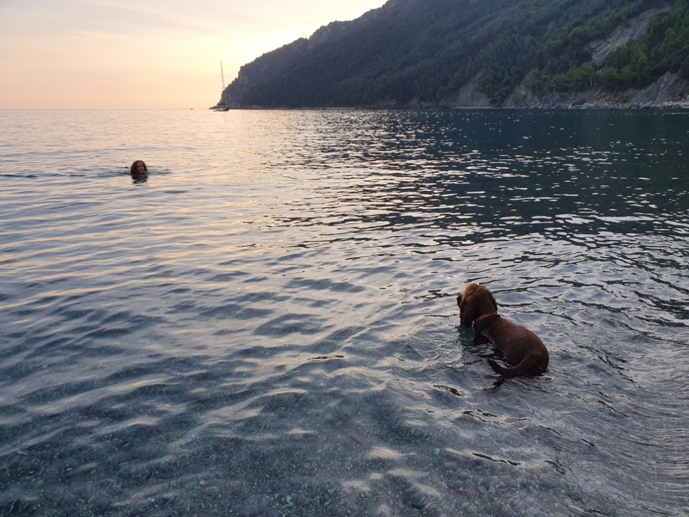 Daisy in the sea Daisy in the sea
